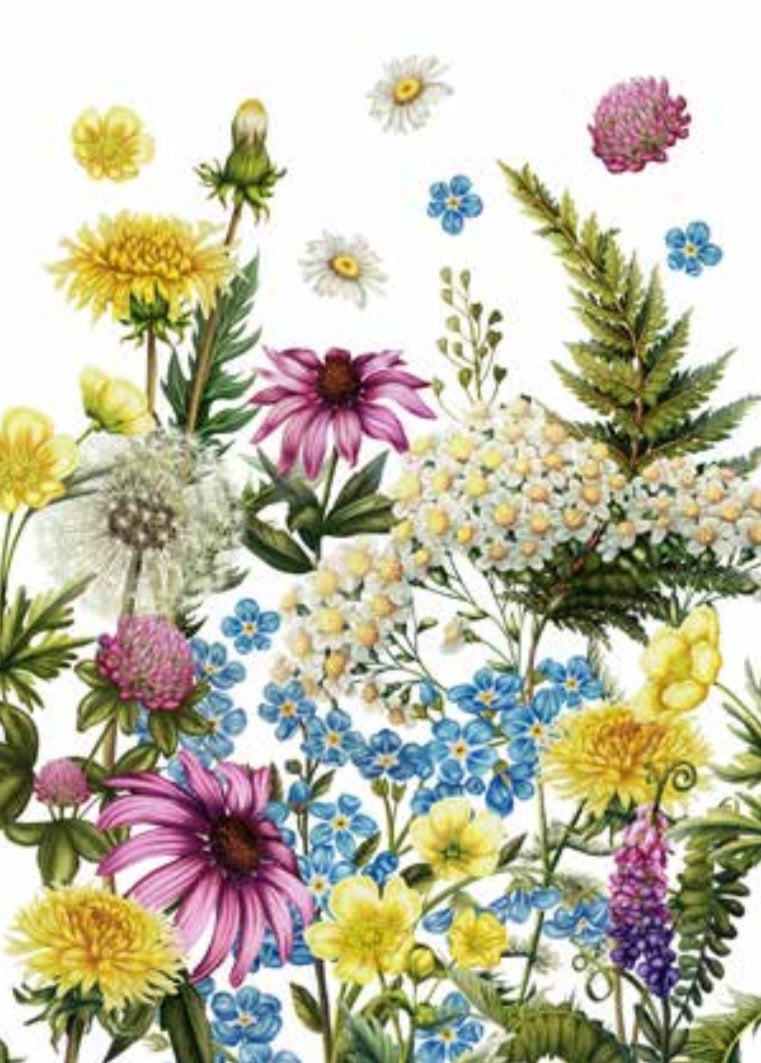 CANOVACCIO - FIORI DI CAMPO