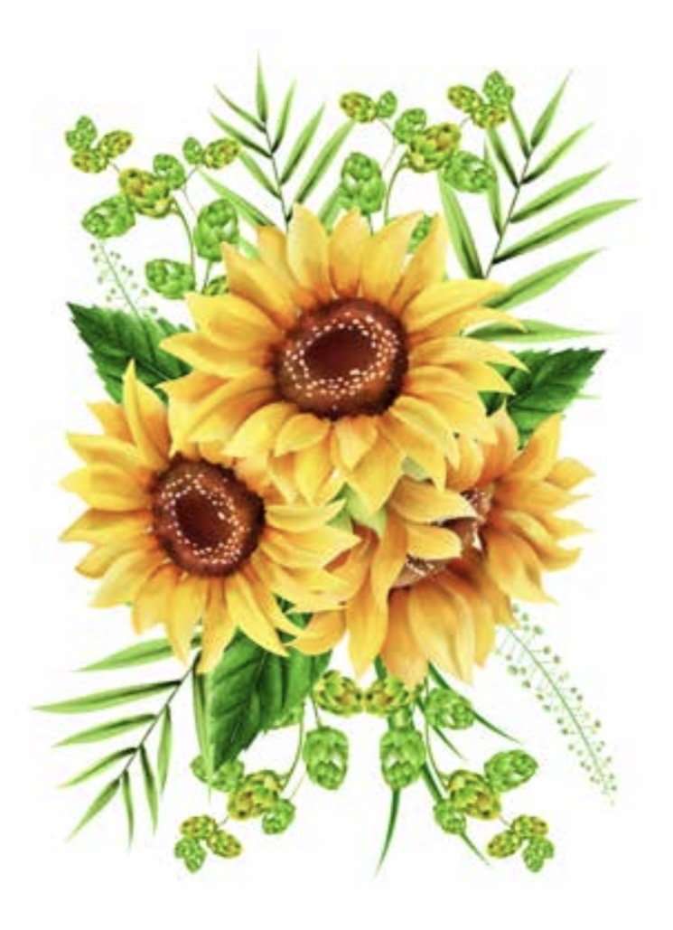CANOVACCIO - GIRASOLI