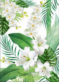 CANOVACCIO - ORCHIDEA