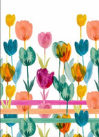 CANOVACCIO - TULIPANI